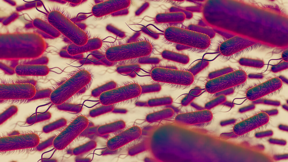Escherichia-coli